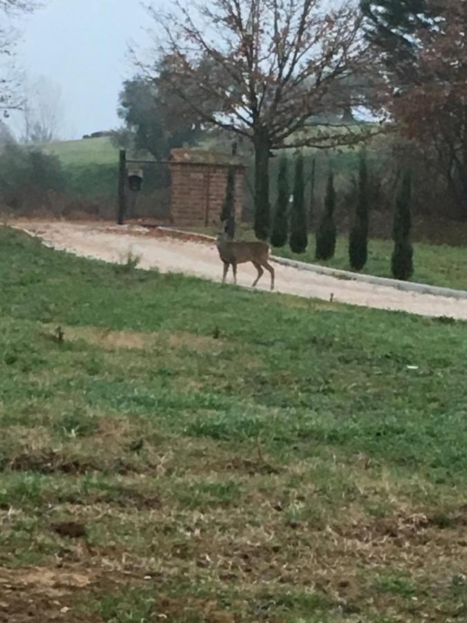 Podere Abbazia B&B Sinalunga Εξωτερικό φωτογραφία