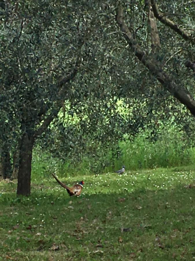 Podere Abbazia B&B Sinalunga Εξωτερικό φωτογραφία